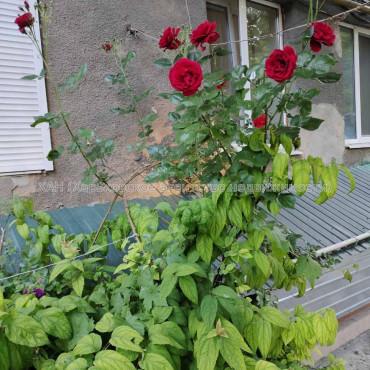 Продам квартиру, Юри Зойфера ул. , 3 кім., 80 м², косметический ремонт 