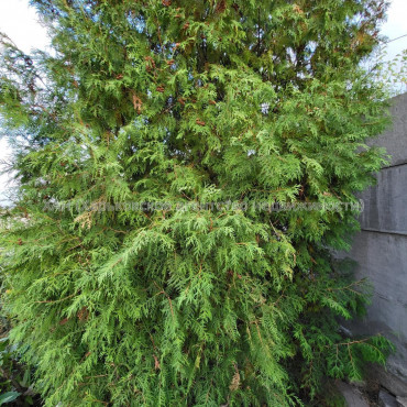 Продам будинок, Донская ул. , 142 м², 15 соток, капитальный ремонт 