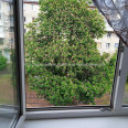 Продам квартиру, 23 Августа ул. , 1  ком., 17.40 м², косметический ремонт 