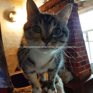 Продам будинок, 57 м², 7 соток, советский ремонт 