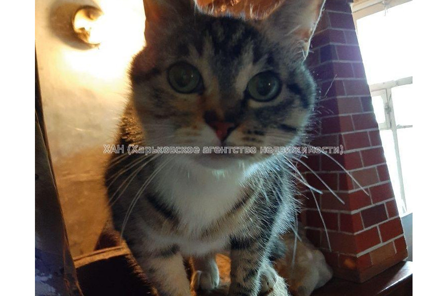 Продам будинок, 57 м², 7 соток, советский ремонт 