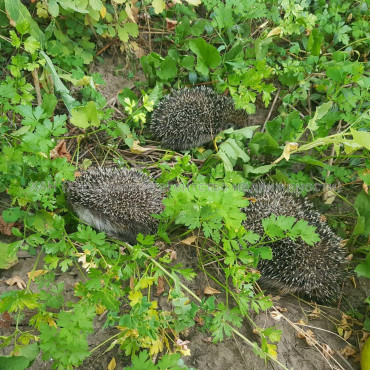 Продам участок, под застройку жилой недвижимости , Харьков , 6 сот.
