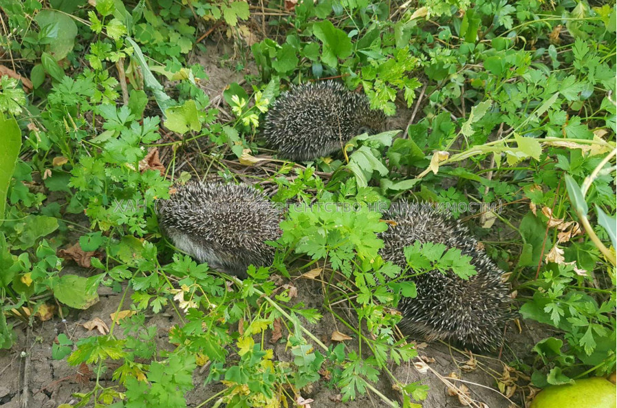 Продам участок, под застройку жилой недвижимости , Харьков , 6 сот.