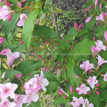 Продам участок, под застройку жилой недвижимости , Харьков , 6 сот.