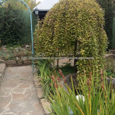 Продам будинок, Таборова ул. , 292 м², 11 соток, капитальный ремонт 